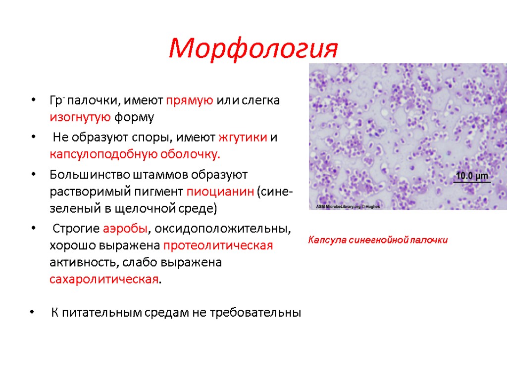 Морфология Гр- палочки, имеют прямую или слегка изогнутую форму Не образуют споры, имеют жгутики